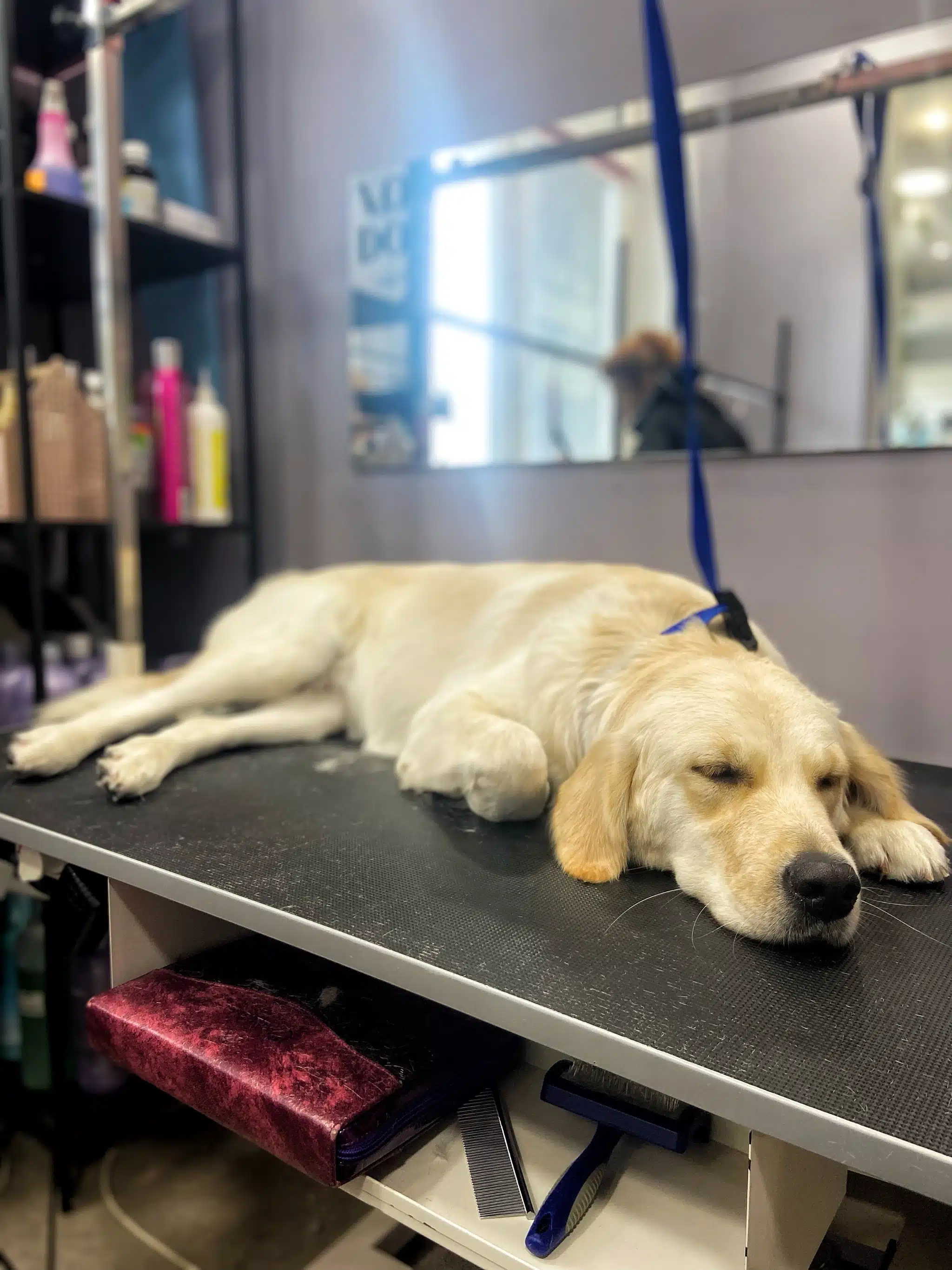 Лабрадор спить після грумінгу на столі
