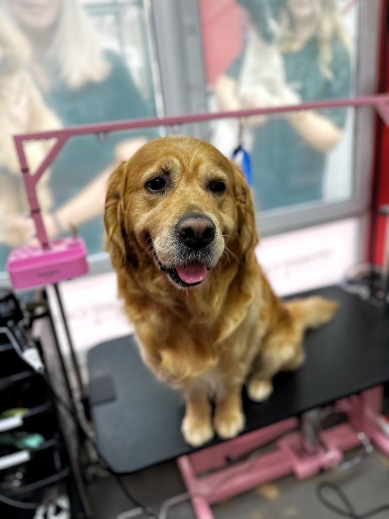 Лабрадор сидить на грумерському столі з рожевим підйомником