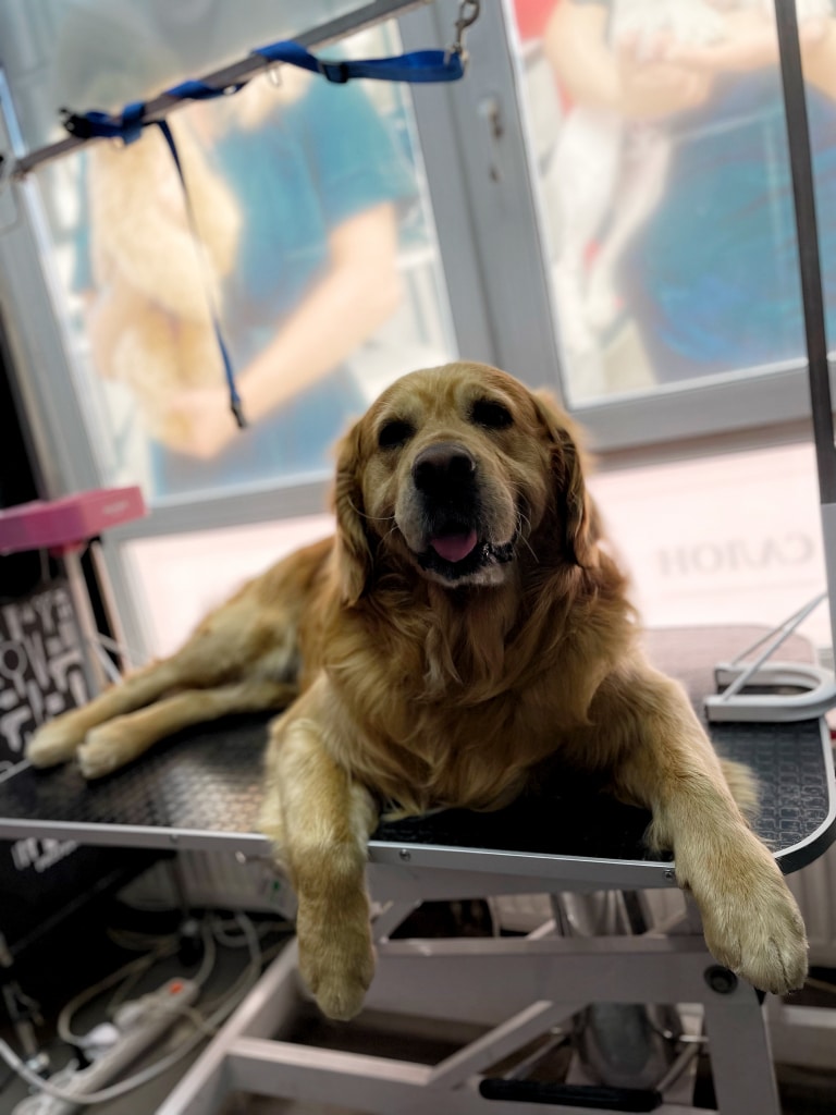 Лабрадор відпочиває на столі, зайнявши все місце