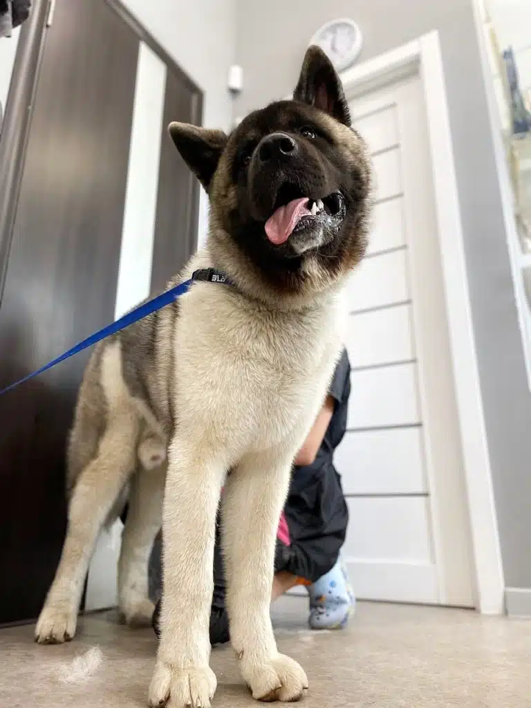 Фото американського акіти біля коричневої та білої дверей