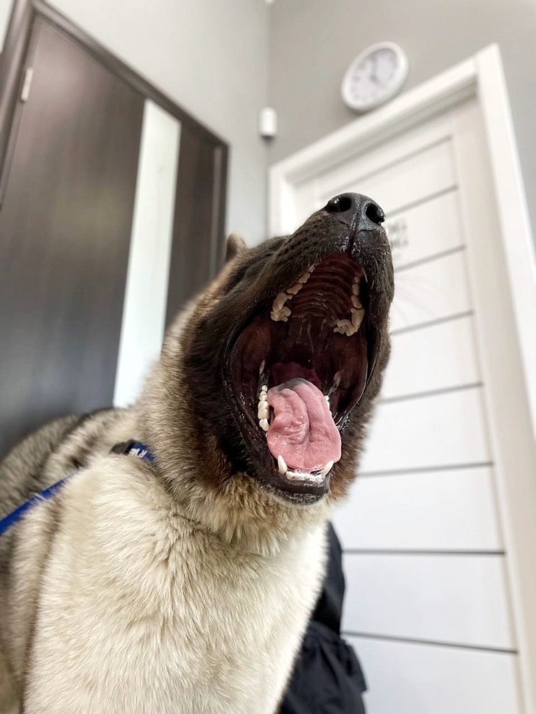 Собака демонструє свої білі зуби та чистий язик на прийомі у грумера