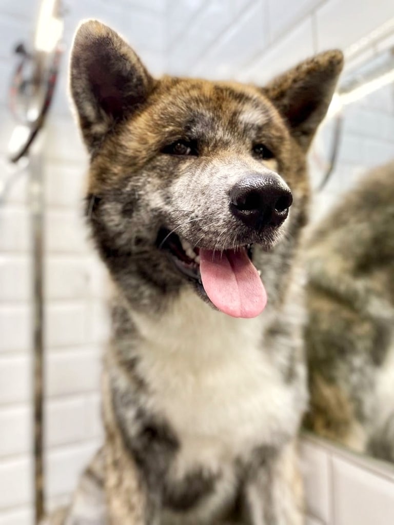 Собака щасливо посміхається, адже завершились всі процедури грумінгу