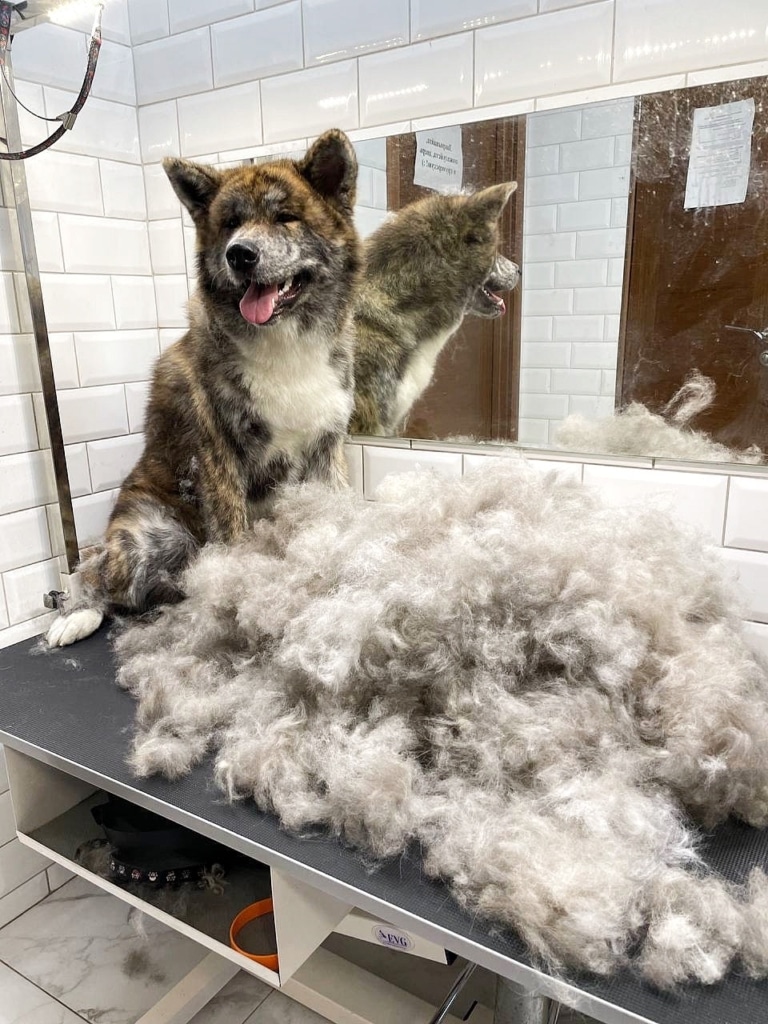 Вичесане підшерся займає більшу частину столу ніж собака