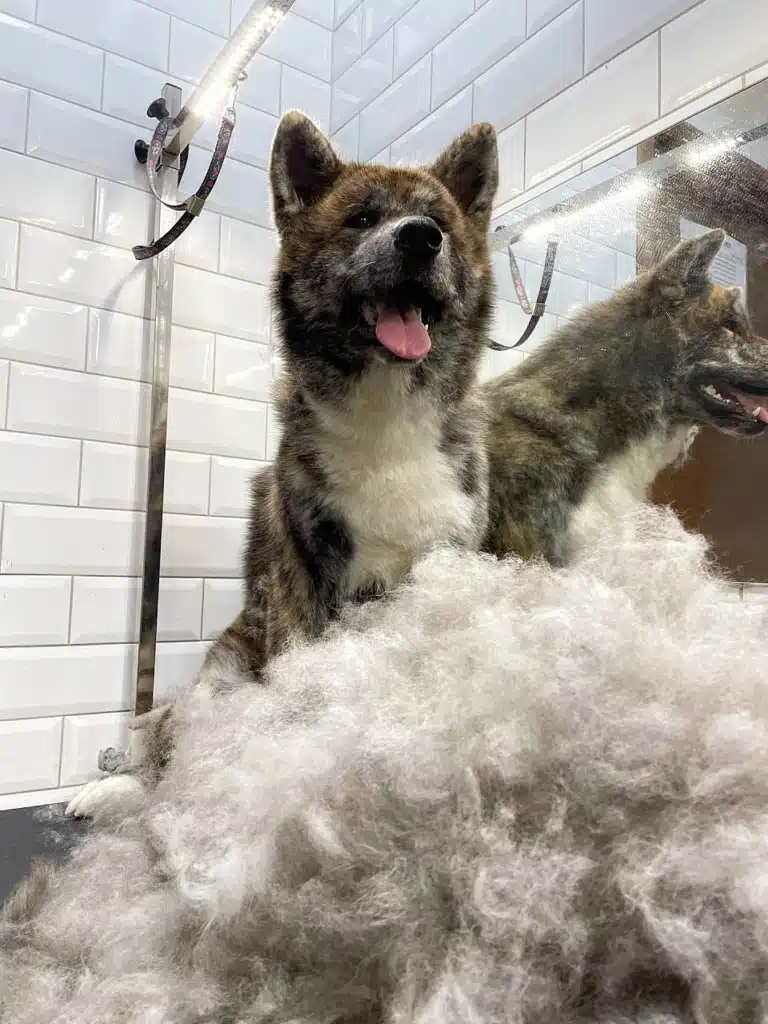 Собака визирає з-під купи вичесаної шерсті біля дзеркала