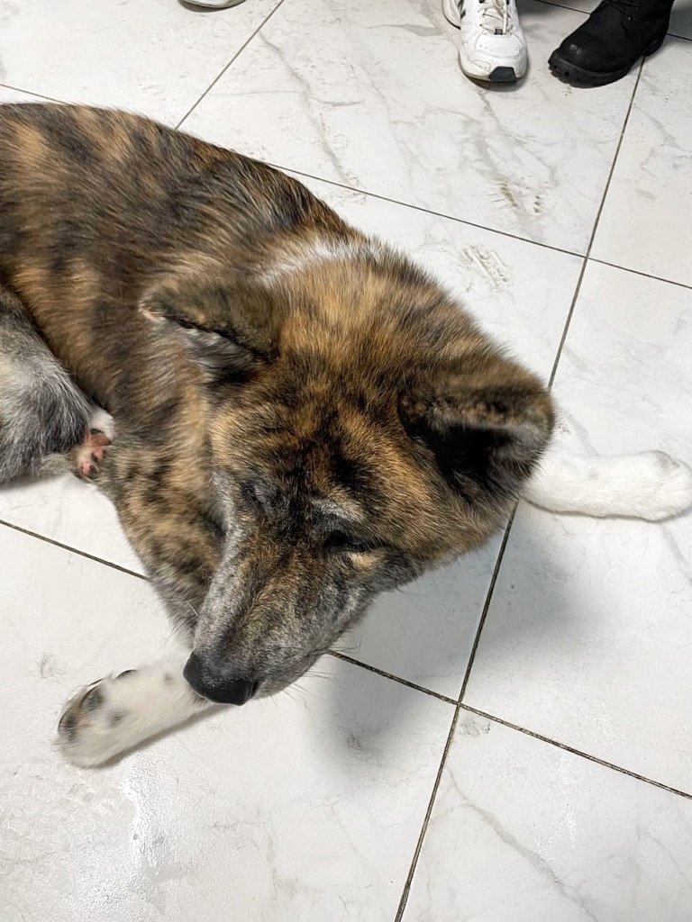 Собака цікаво склав лапки, лежачи на мармуровій плитці