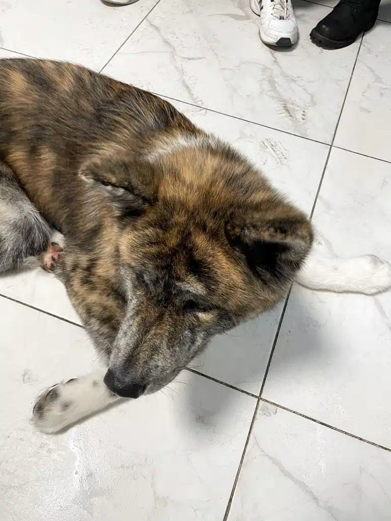 Собака цікаво склав лапки, лежачи на мармуровій плитці