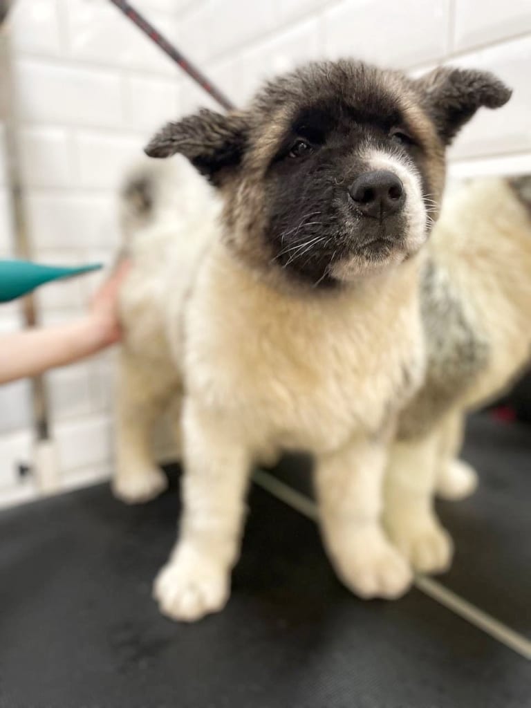 Грумер сушить зеленим бустером шерсть на задній нозі американського акіти