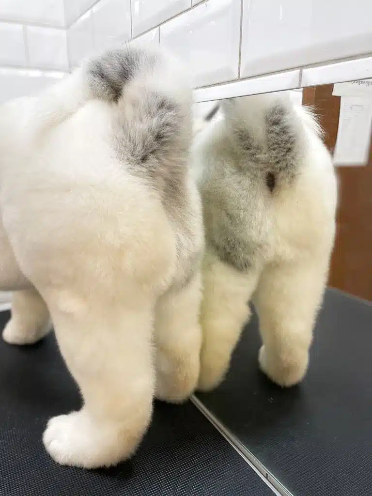 Фото гігієнічної стрижки попи американського акіти