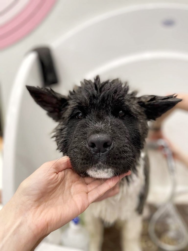 Грумер змиває косметику з шерсті американського акіти