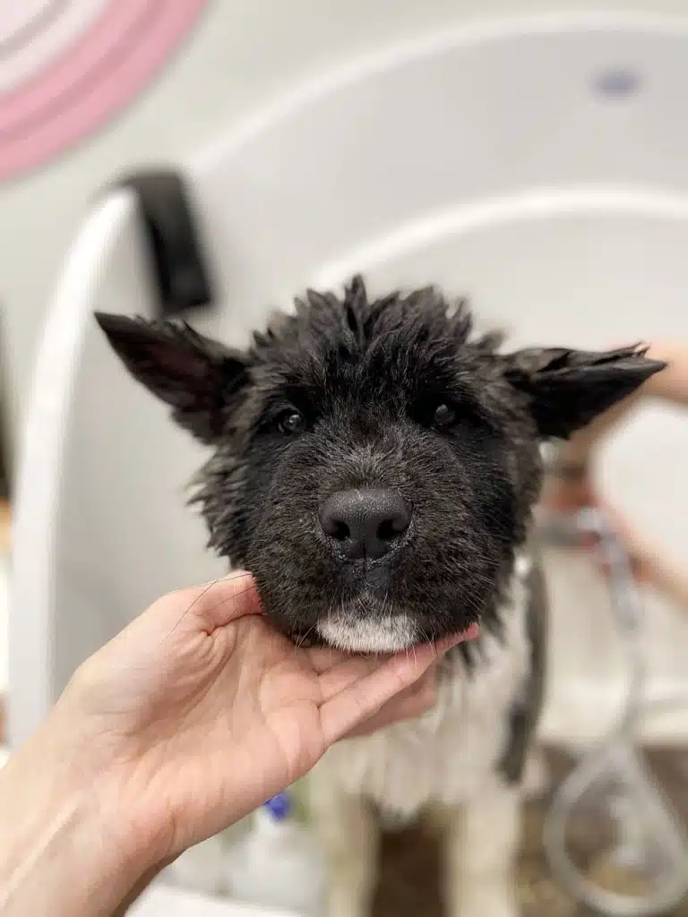 Грумер змиває косметику з шерсті американського акіти