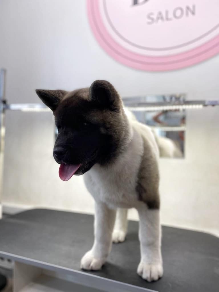 Цуценя американського акіти стоїть на грумерському столі під софітами лампи