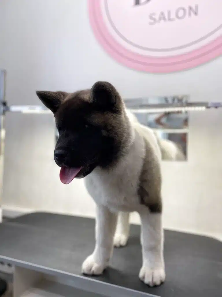 Цуценя американського акіти стоїть на грумерському столі під софітами лампи