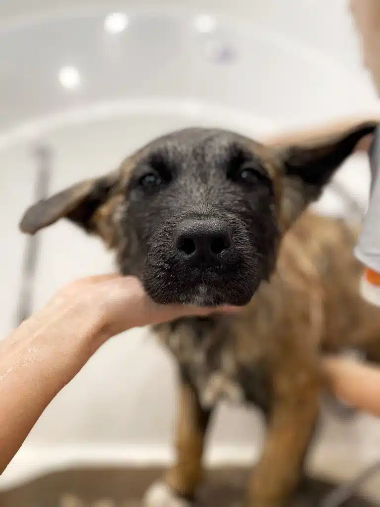 Грумер притримує за голову американського акіту, щоб не намочити вушка під час купання