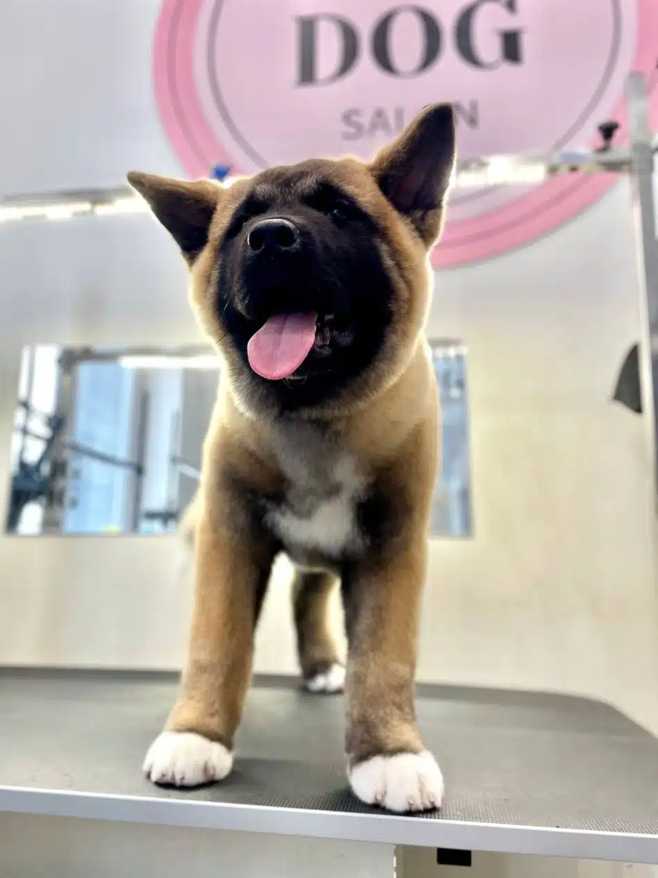 Білі шкарпетки з шерсті у американського акіти контрастують з рожевим язиком