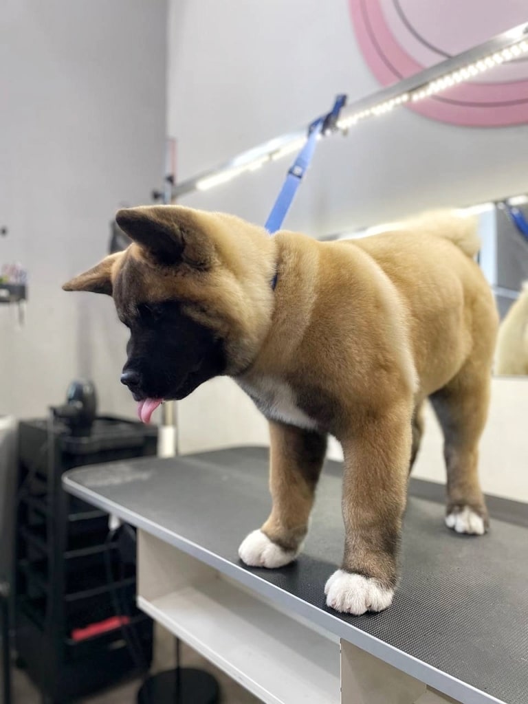 Цуценя акіти показує язика комусь внизу