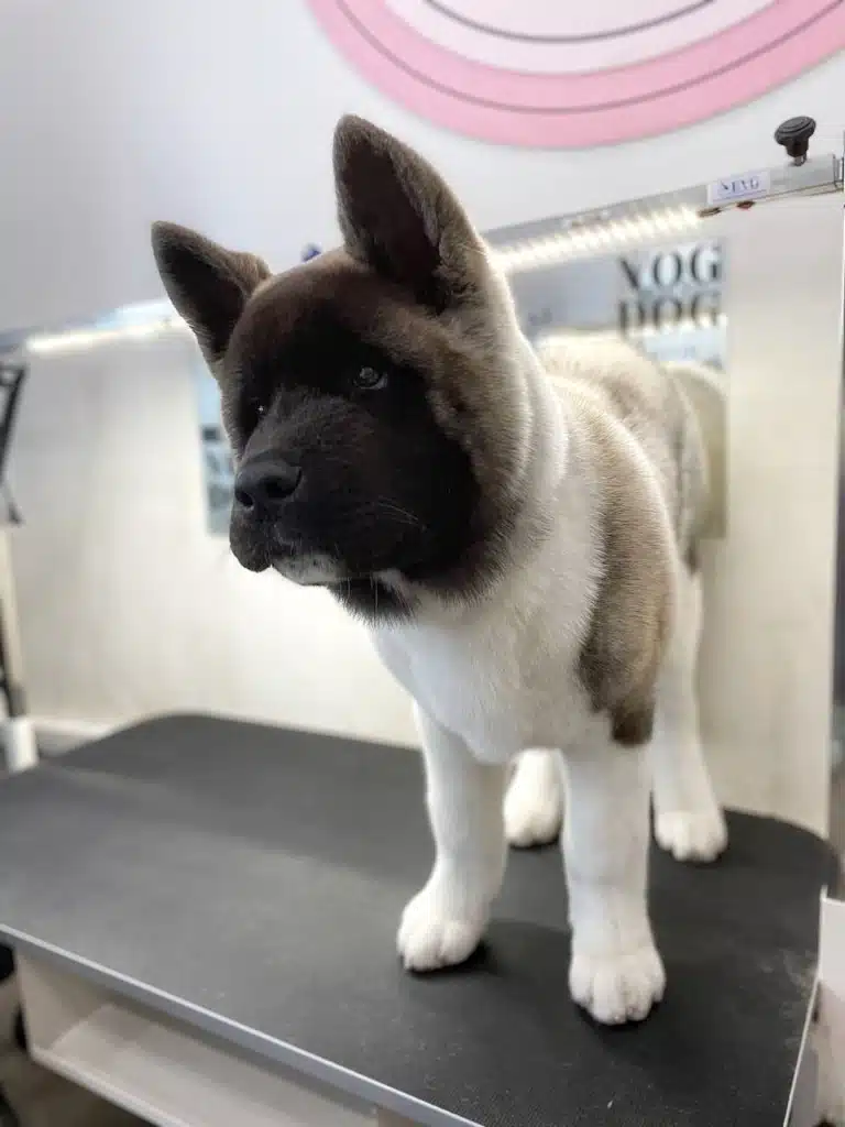 У американського акіта вушка стирчать як у кролика