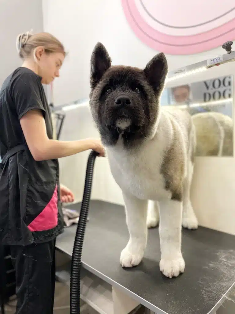 Грумер зосереджено висушує шерсть американського акіти, поки той спокійно стоїть