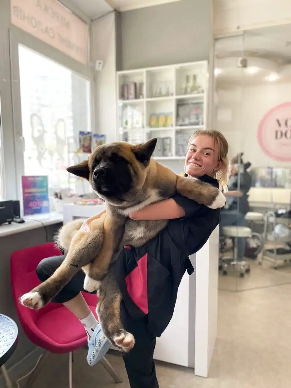 Грумер задіяв навіть ногу, щоб утримати в руках великого американського акіту