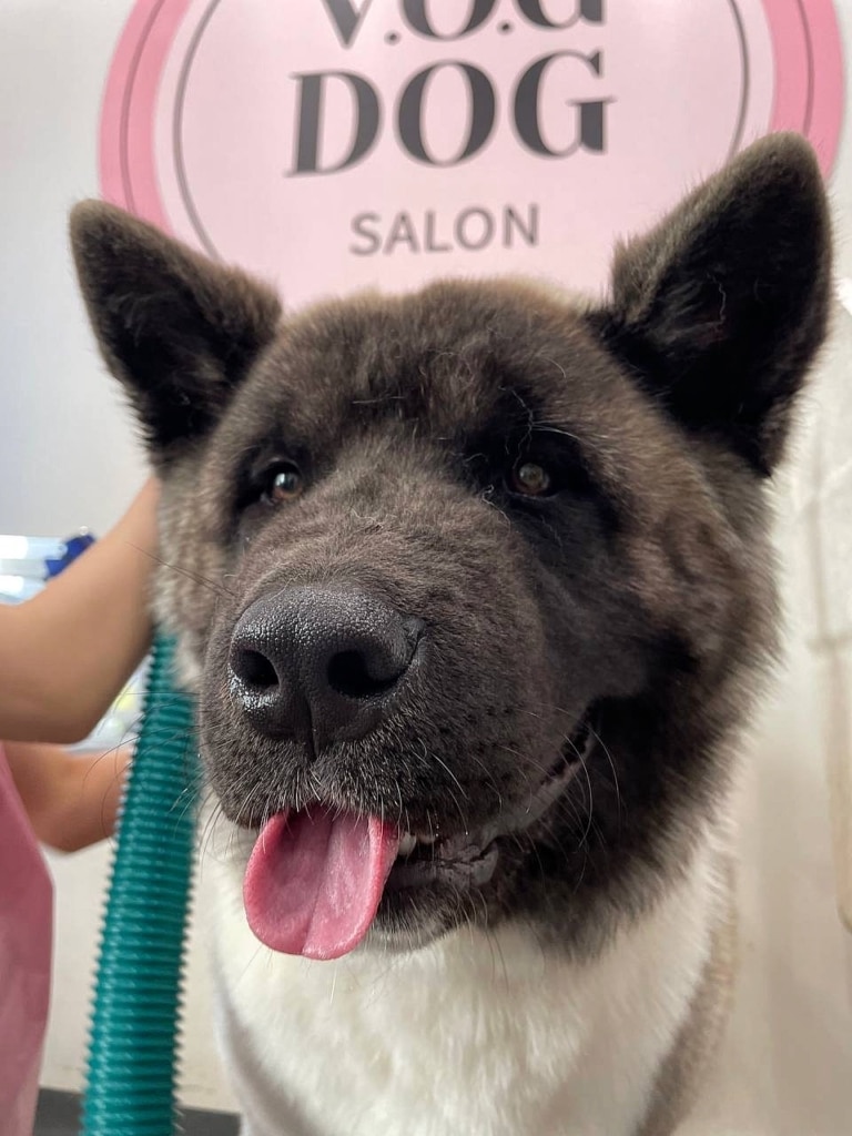 Американський акіта демонструє свій талант згортання язика в трубочку