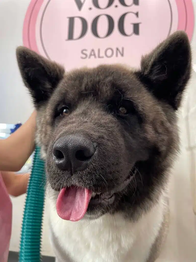 Американський акіта демонструє свій талант згортання язика в трубочку