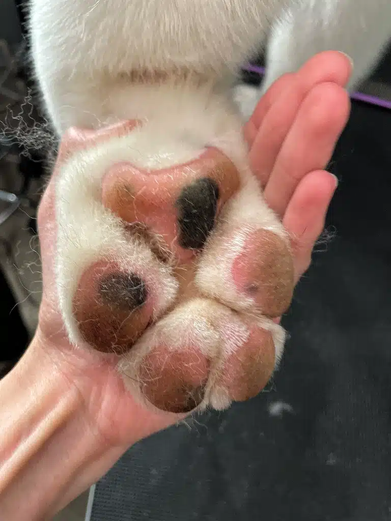 Забриті подушечки лап американського акіти