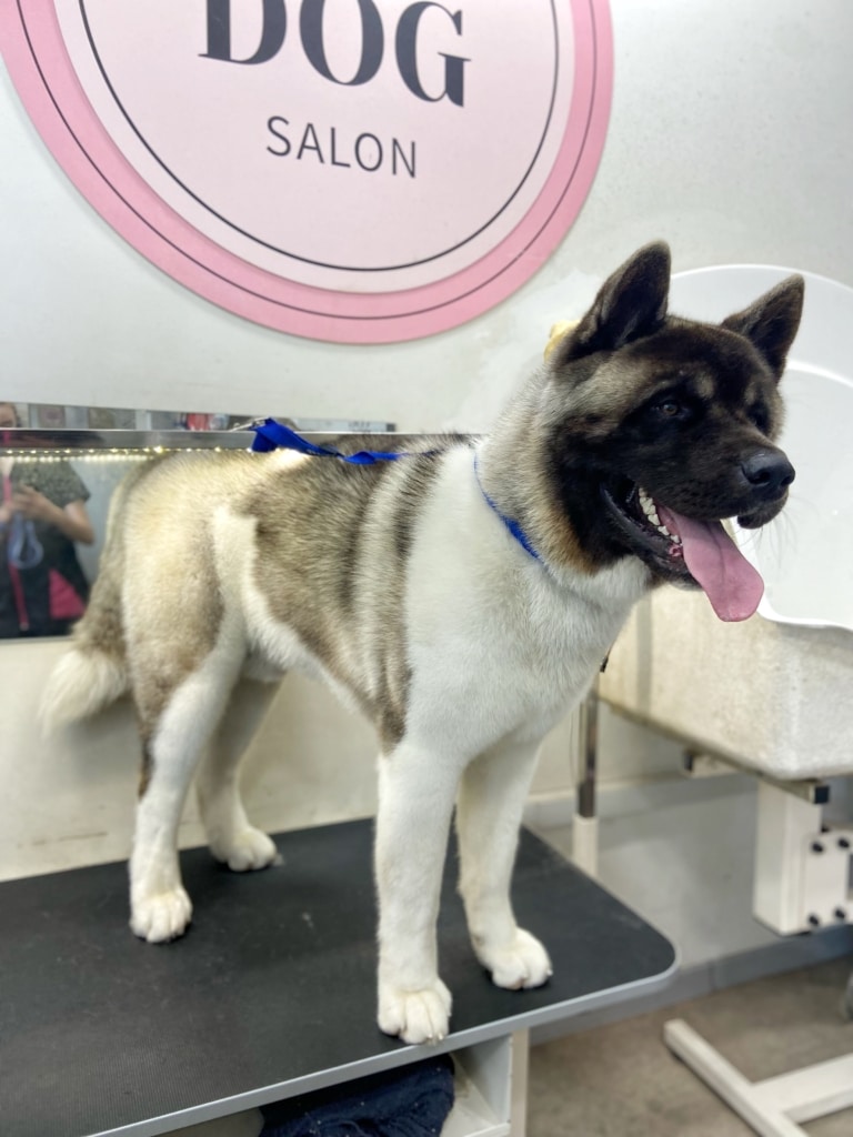 Американський акіта з цікавістю спостерігає за грумінгом інших собак