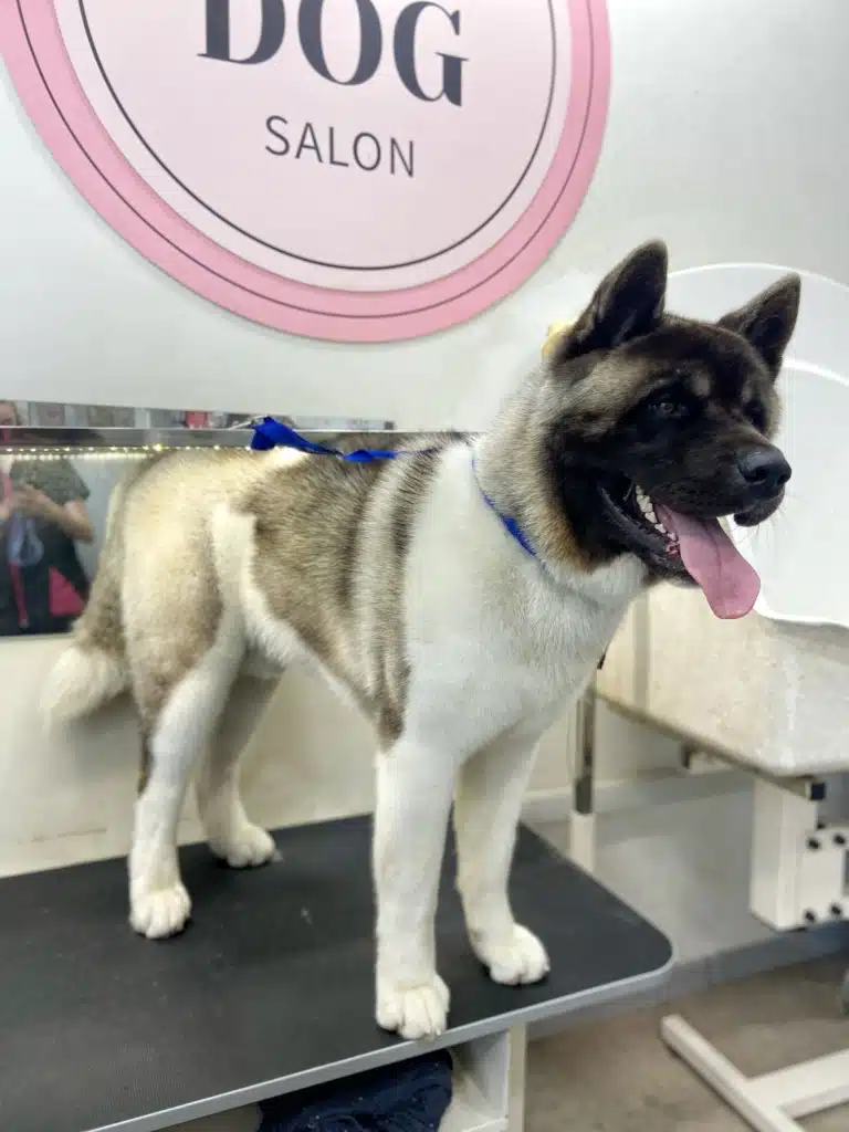 Американський акіта з цікавістю спостерігає за грумінгом інших собак