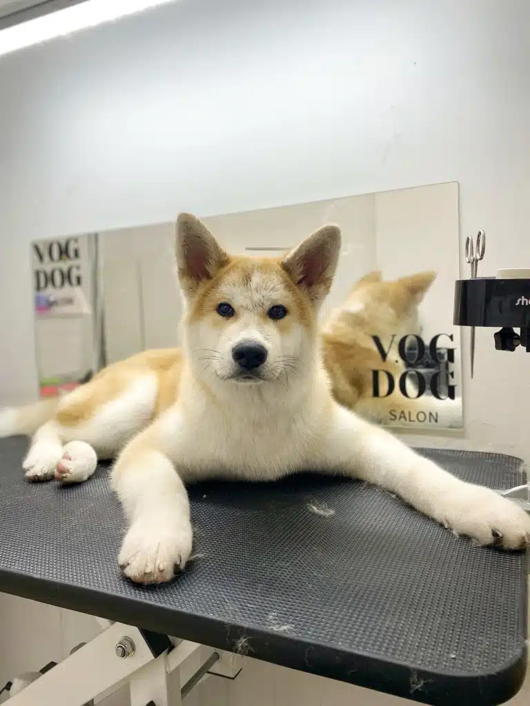 Акіта-іну широко розставив передні лапи, лежачі на грумерському столі