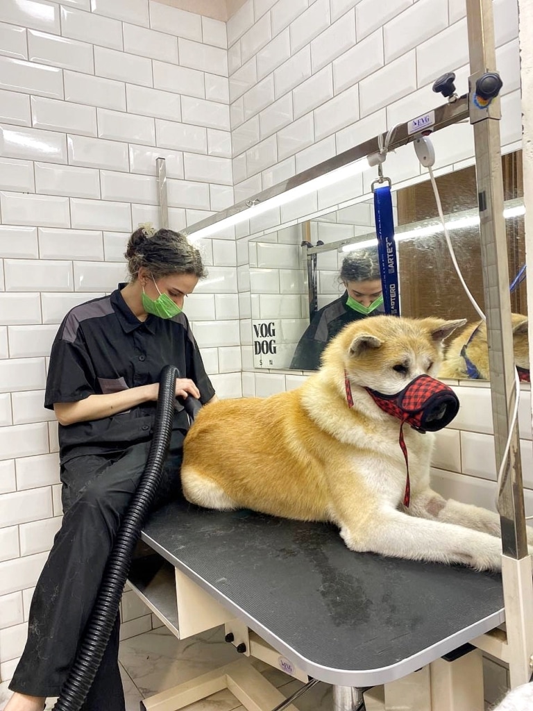Грумер в зеленій масці сушить шерсть акіти в червоному наморднику