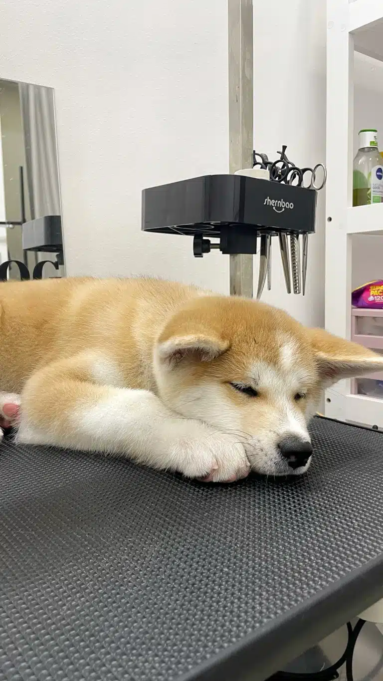 Акіта заснув після вичісування на грумерському столі і поклав лапку біля голови