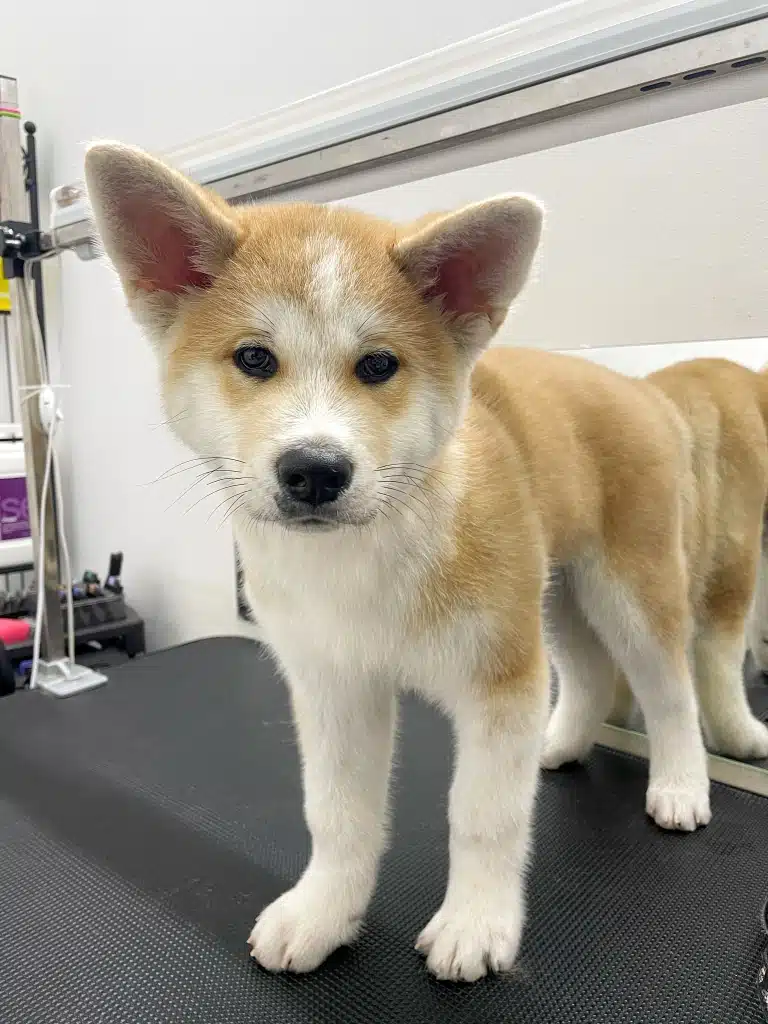 Цуценя акіти-іну прийшов до грумера на перші доглядові процедури