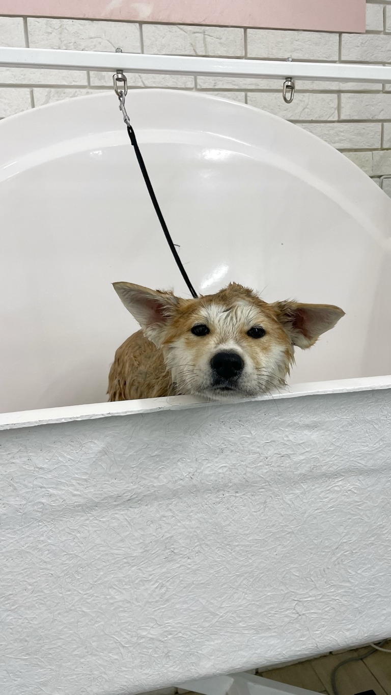 Мокрий акіта стоїть в білій ванні і сумно дивиться на грумера