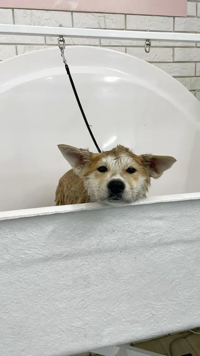 Мокрий акіта стоїть в білій ванні і сумно дивиться на грумера