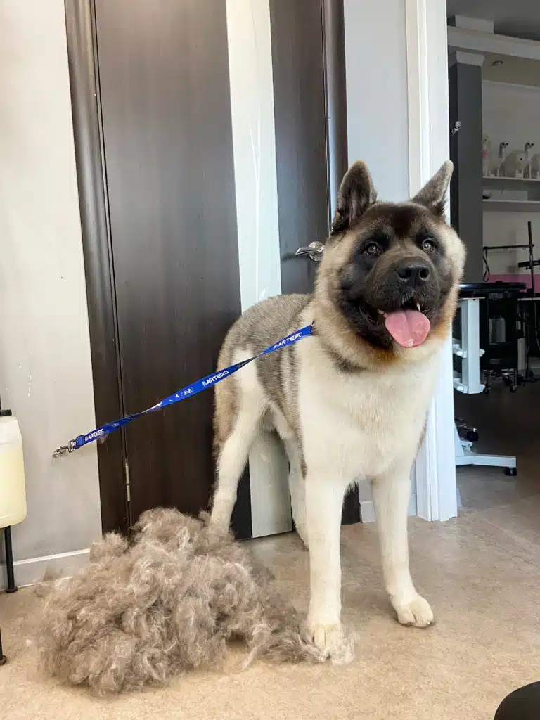 Американський акіта на початку линьки позбувся зайвого підшерстя в салоні