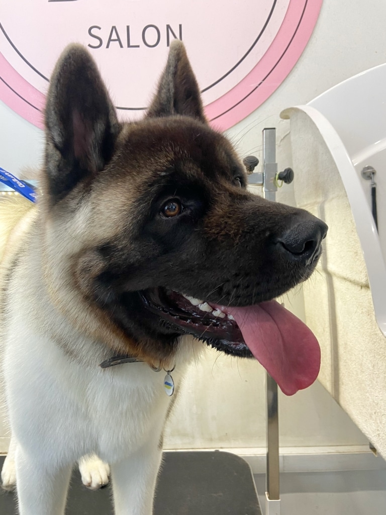 Американський кіт демонструє чистий рожевий язик після гігієни ротової порожнини