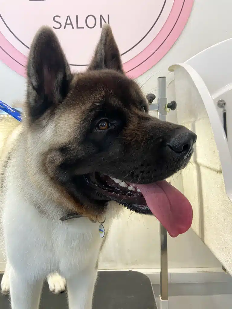 Американський кіт демонструє чистий рожевий язик після гігієни ротової порожнини