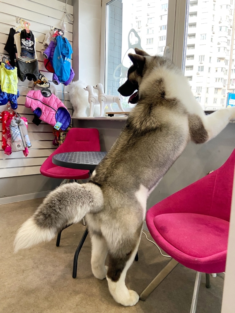 Американський акіта став на задні лапи, демонструючи пухнастий хвіст