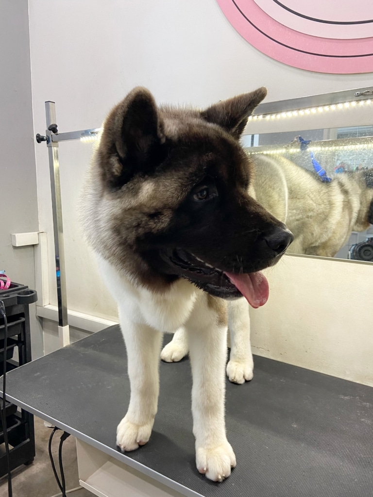 Американський акіта стоїть біля дзеркала, на якому залишилась ще волога після сушки