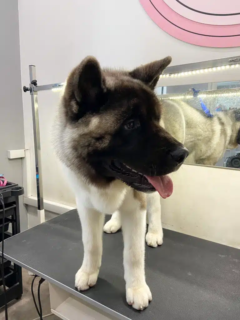 Американський акіта стоїть біля дзеркала, на якому залишилась ще волога після сушки