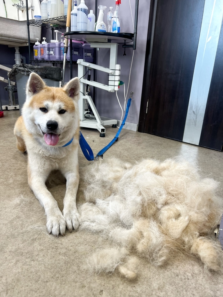 Акіта на синьому повідку приліг поруч з купою підшерстя після линьки в салоні