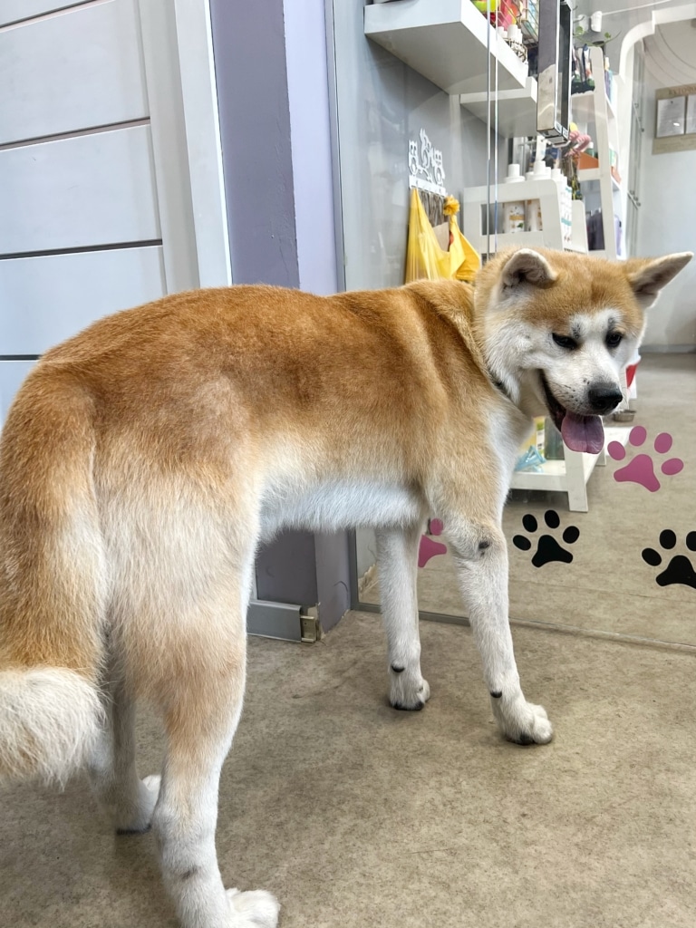 Акіта після грумінгу вже готовий йти з салону грумінгу через прозорі двері