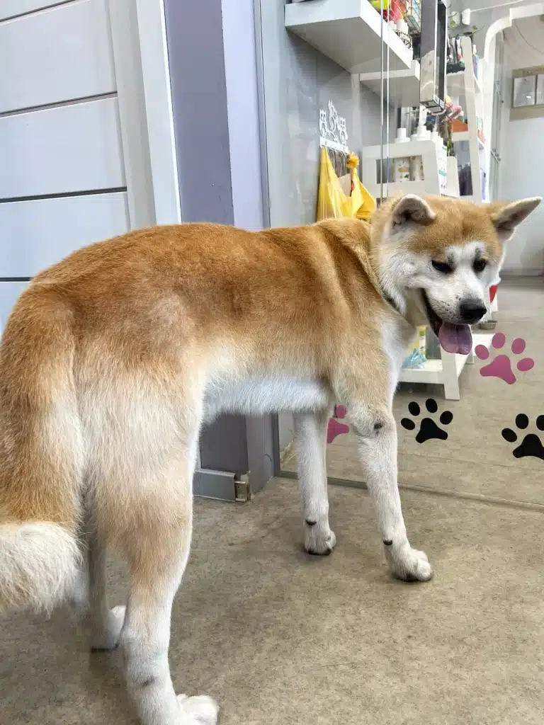 Акіта після грумінгу вже готовий йти з салону грумінгу через прозорі двері