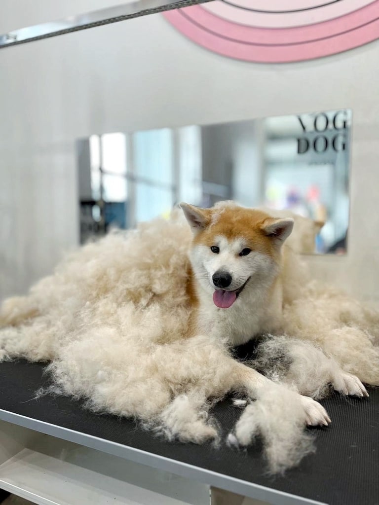 Акіта після вичісування має тепер ковдру зі свого підшерстя