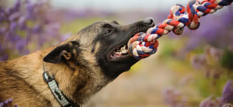 Малінуа тягне кольоровий канат, весело проводячи час з власницею