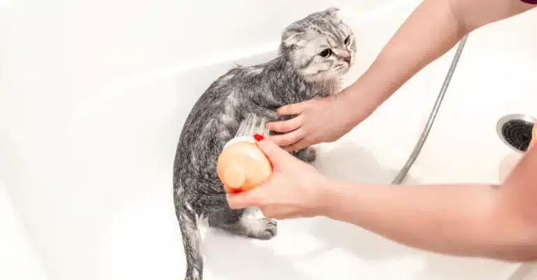 Власник купає котика в ванній з душу