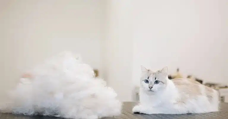 Висота вичесаного підшерстя кота більша за самого кота