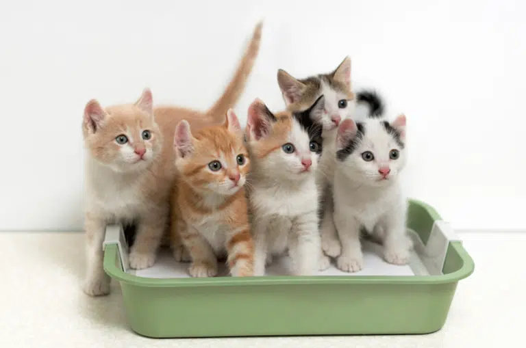 П'ять котів сидять в одному лотку зеленого кольору