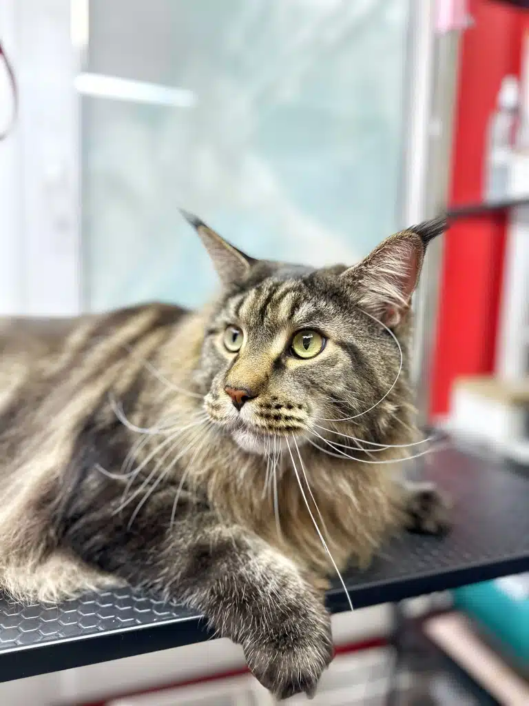 Мейн-кун не готовий до купання, але вибору в нього немає