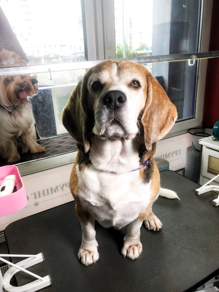 Бігль позує як для фото на паспорт