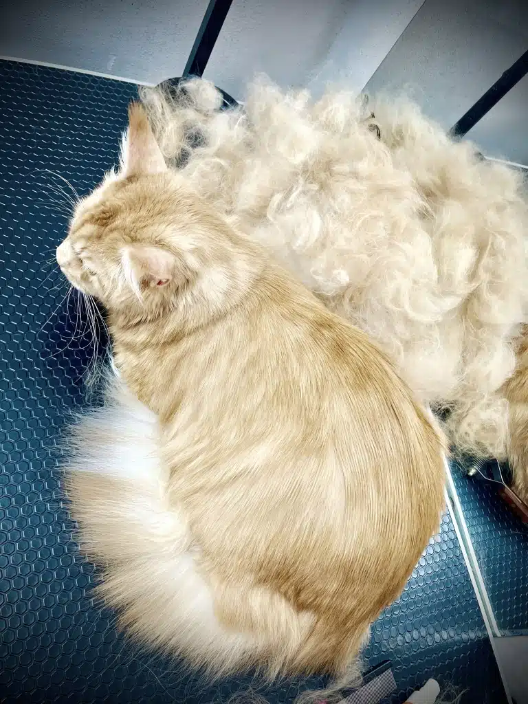 Справжня турбота про мейн-куна - регулярний вичіс